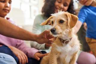 wire-haired dog being pet by several people