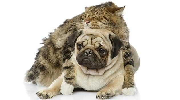 cat and dog