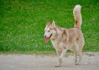 Siberian Husky in a park on a summer day