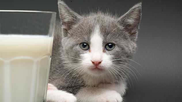 cat with milk