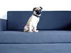 Dog on the sofa