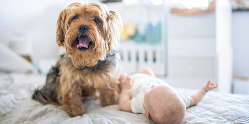 baby lying on bed next to brown and gray dog