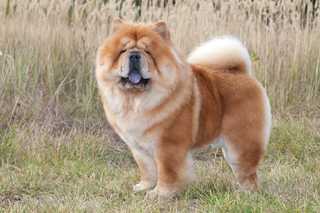 Chow Chow dog breed sitting tall with mouth open against a white background