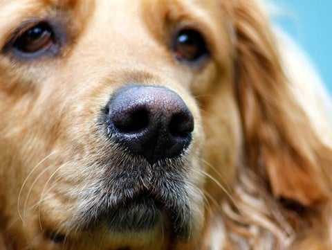 How to Find a Lost Dog